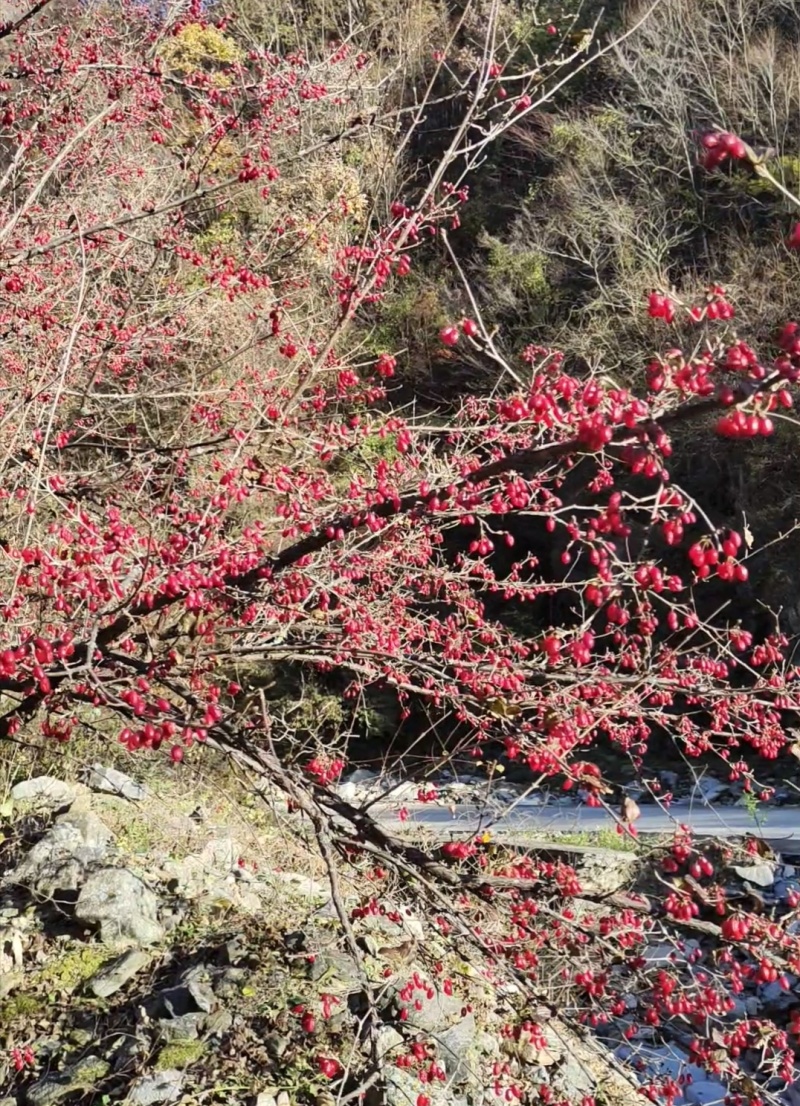 山茱萸苗