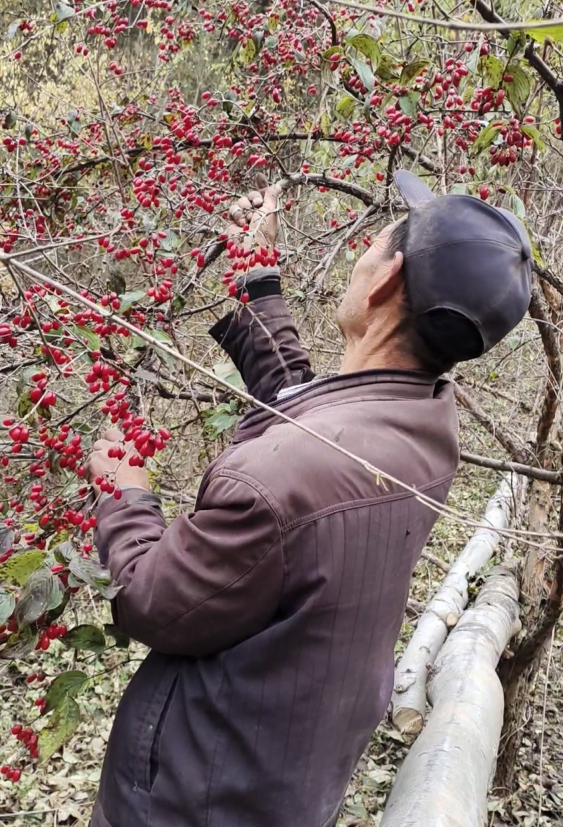 山茱萸苗