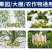 40g袋装植物防冻液微量元素水溶肥料耐寒防冻