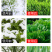 40g袋装植物防冻液微量元素水溶肥料耐寒防冻
