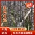云南黑皮甘蔗大量上市，可大量供应市场，电商商超