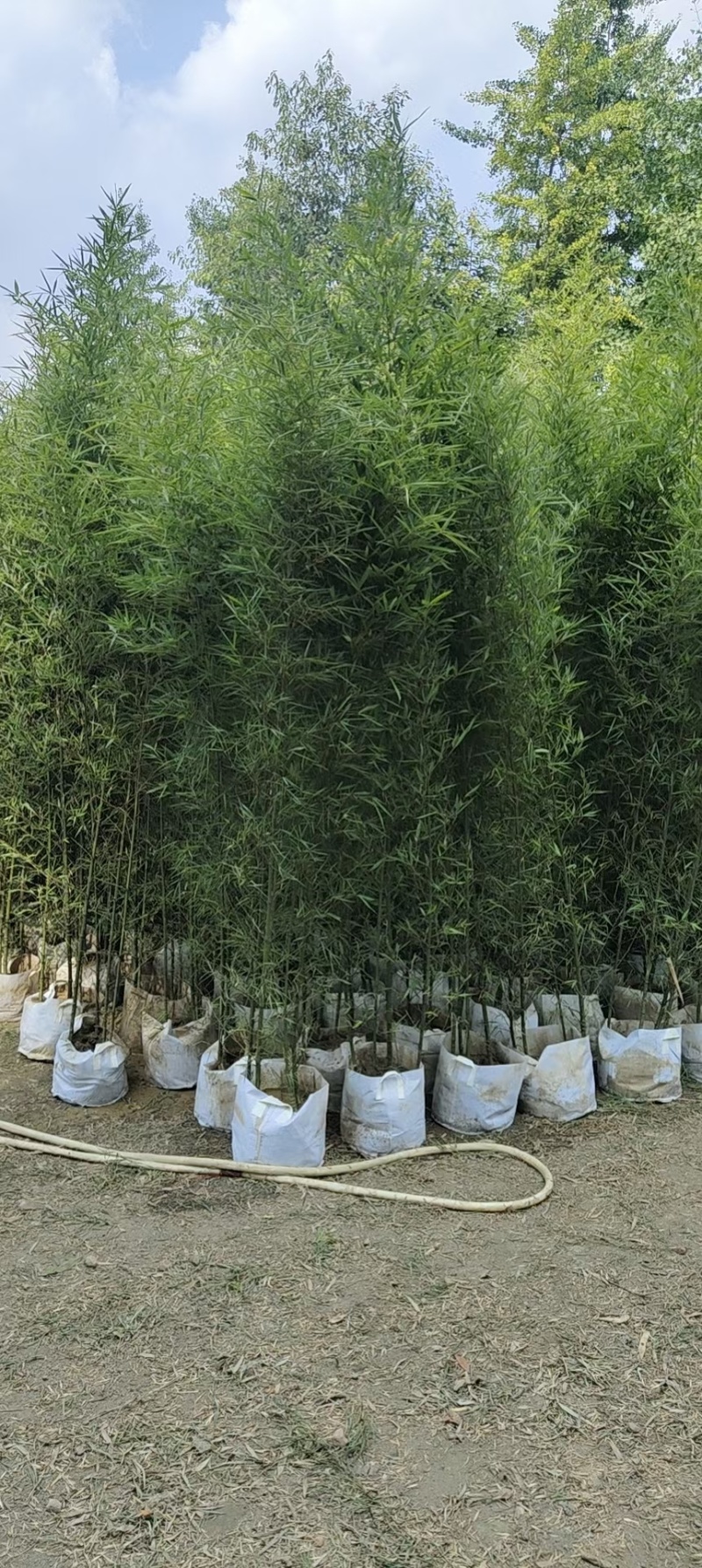 成都罗汉竹2公分5公分批发成都苗木基地罗汉竹直销