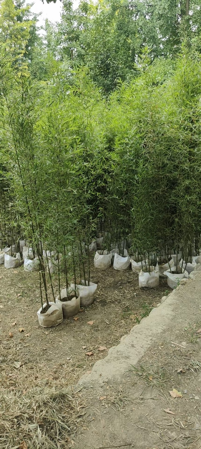 成都罗汉竹2公分5公分批发成都苗木基地罗汉竹直销