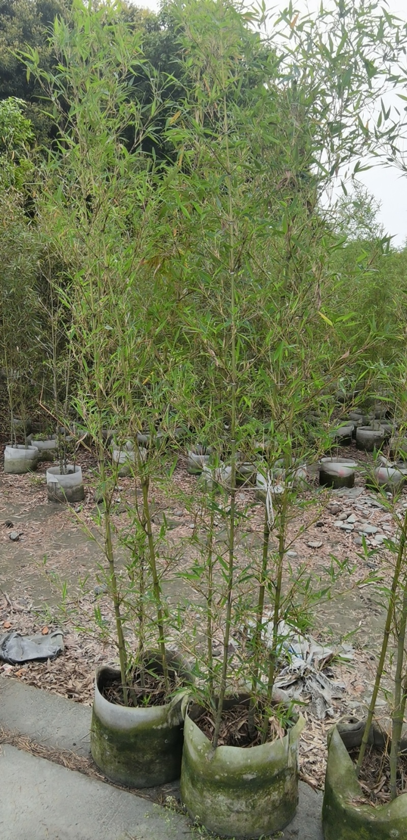 成都罗汉竹2公分5公分批发成都苗木基地罗汉竹直销