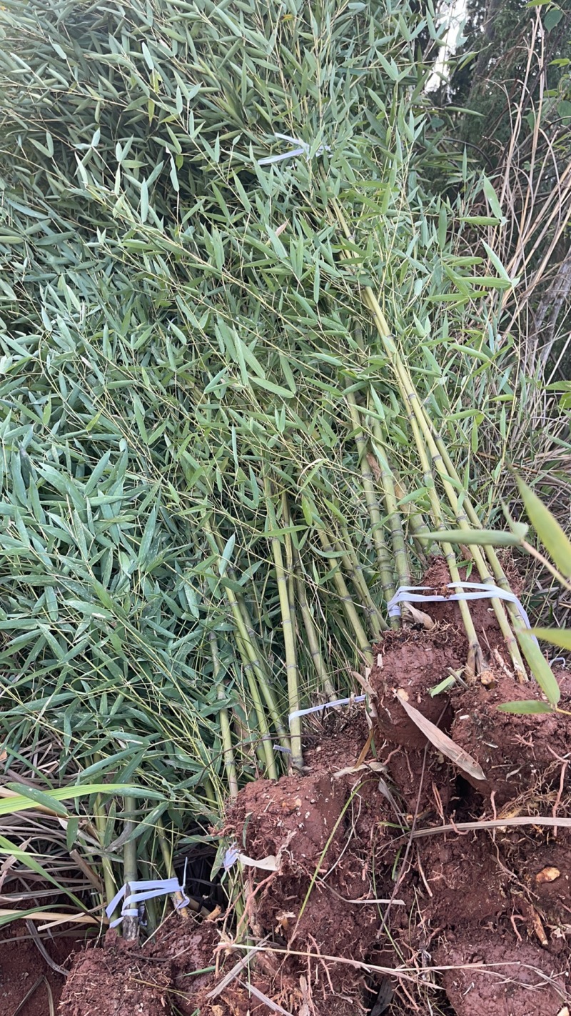 重庆罗汉竹2公分5公分批发重庆苗木基地罗汉竹直销