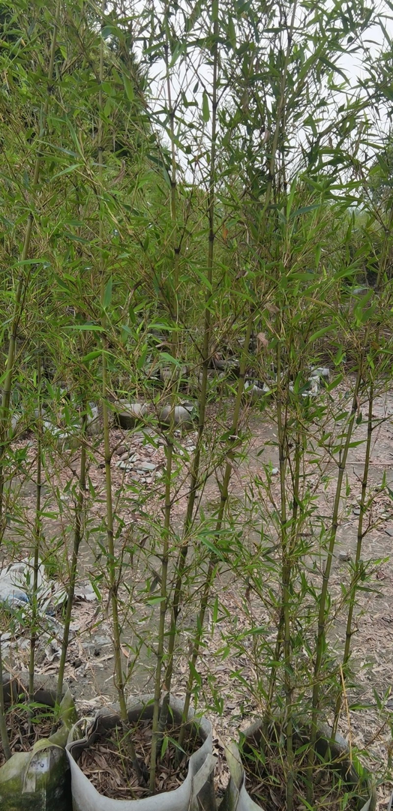 重庆罗汉竹2公分5公分批发重庆苗木基地罗汉竹直销