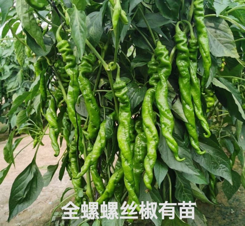 大果螺丝椒苗熟性早产量高抗病强各种辣椒苗苗厂直发