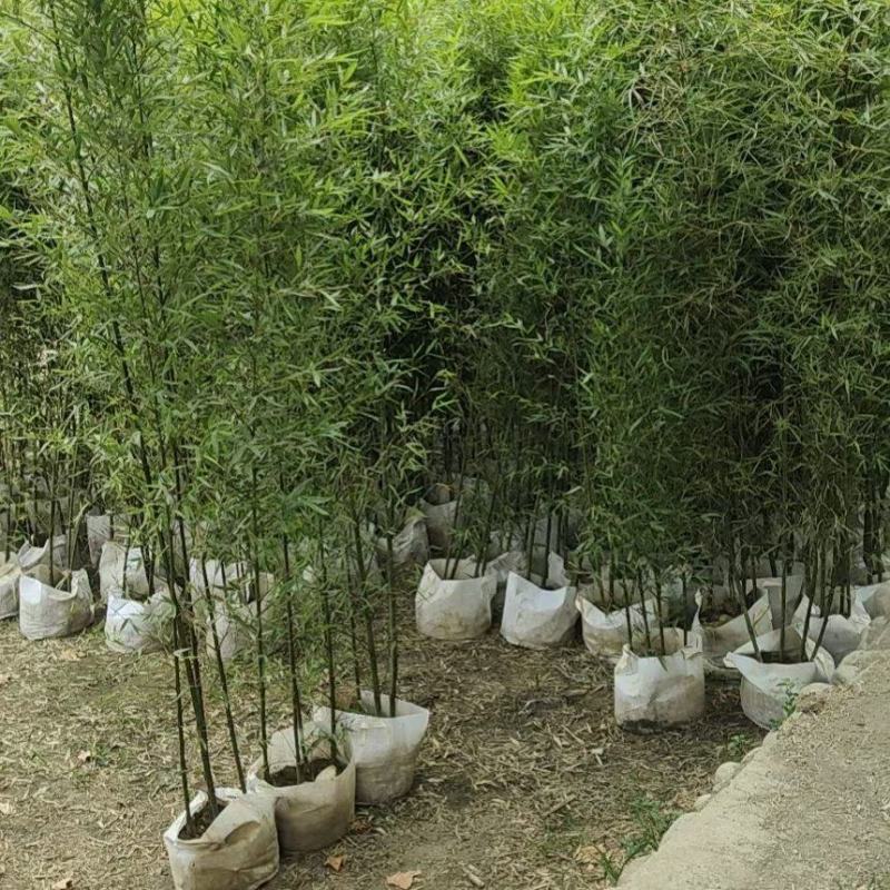 重庆人面竹2公分5公分批发重庆苗木基地人面竹直销