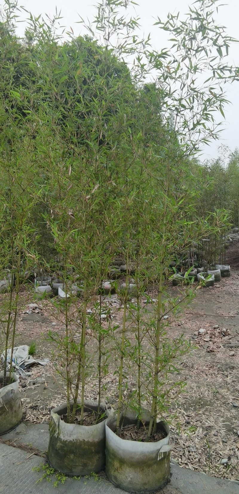 重庆人面竹2公分5公分批发重庆苗木基地人面竹直销
