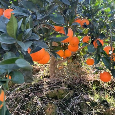 奉节脐橙，72-1脐橙，长虹妞芬尔，圆红