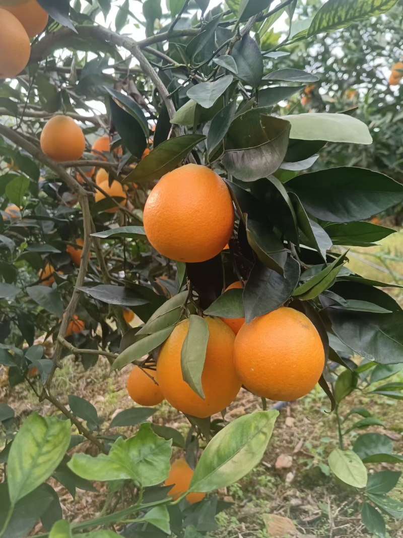 奉节脐橙，72-1脐橙，长虹妞芬尔，圆红