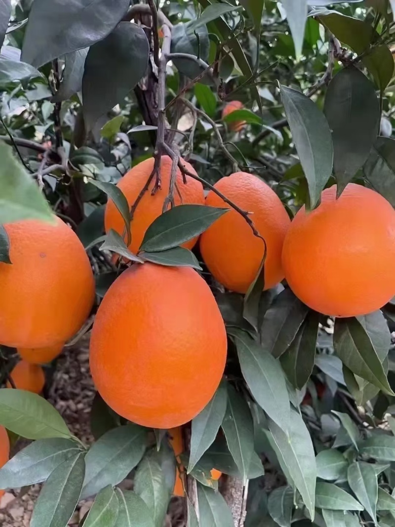 奉节脐橙，72-1脐橙，长虹妞芬尔，圆红