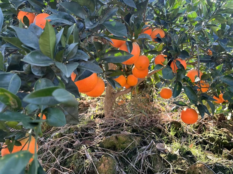 奉节脐橙，72-1脐橙，长虹妞芬尔，圆红