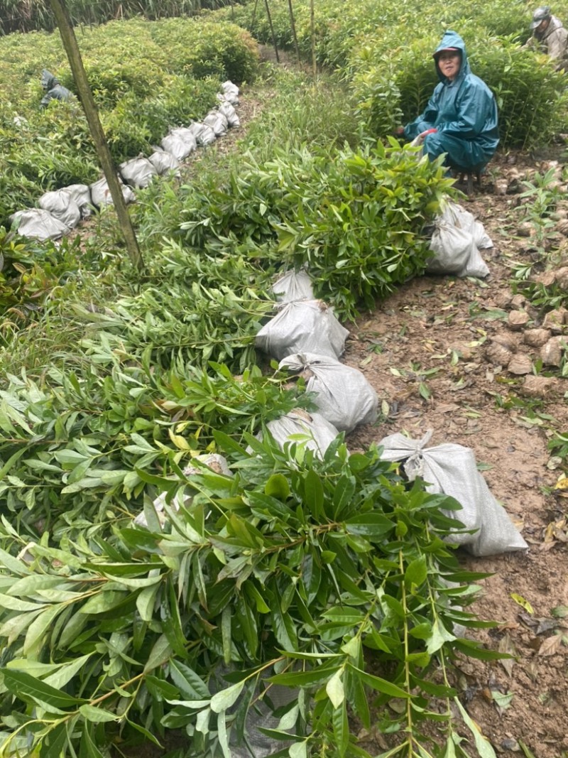 木荷小杯苗，苗圃直供，诚信经营，质量第一