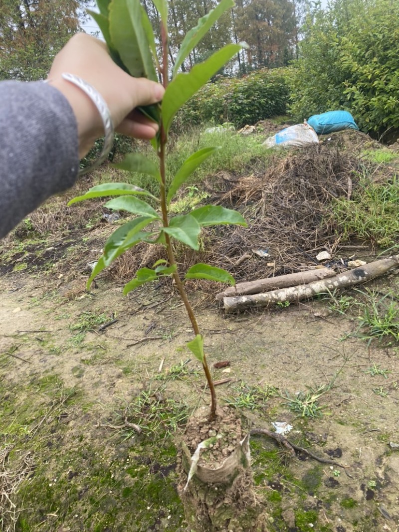 木荷小杯苗，苗圃直供，诚信经营，质量第一