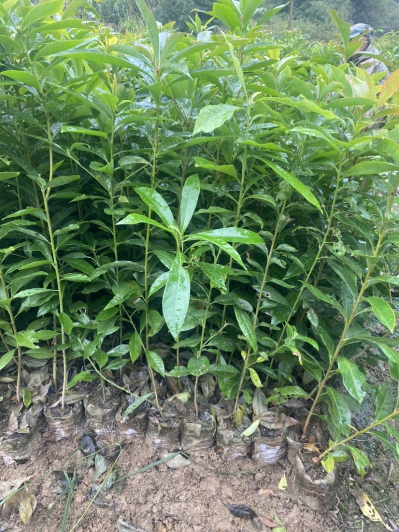 木荷小杯苗，苗圃直供，诚信经营，质量第一