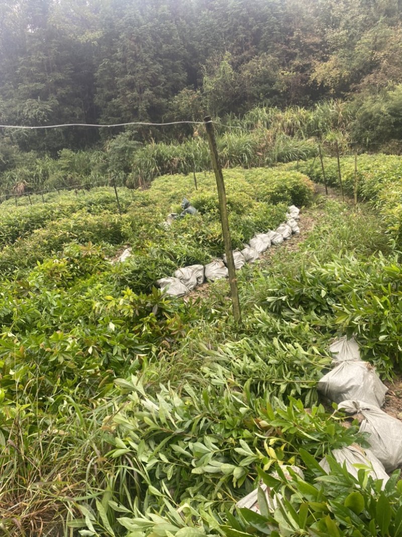 木荷小杯苗，苗圃直供，诚信经营，质量第一