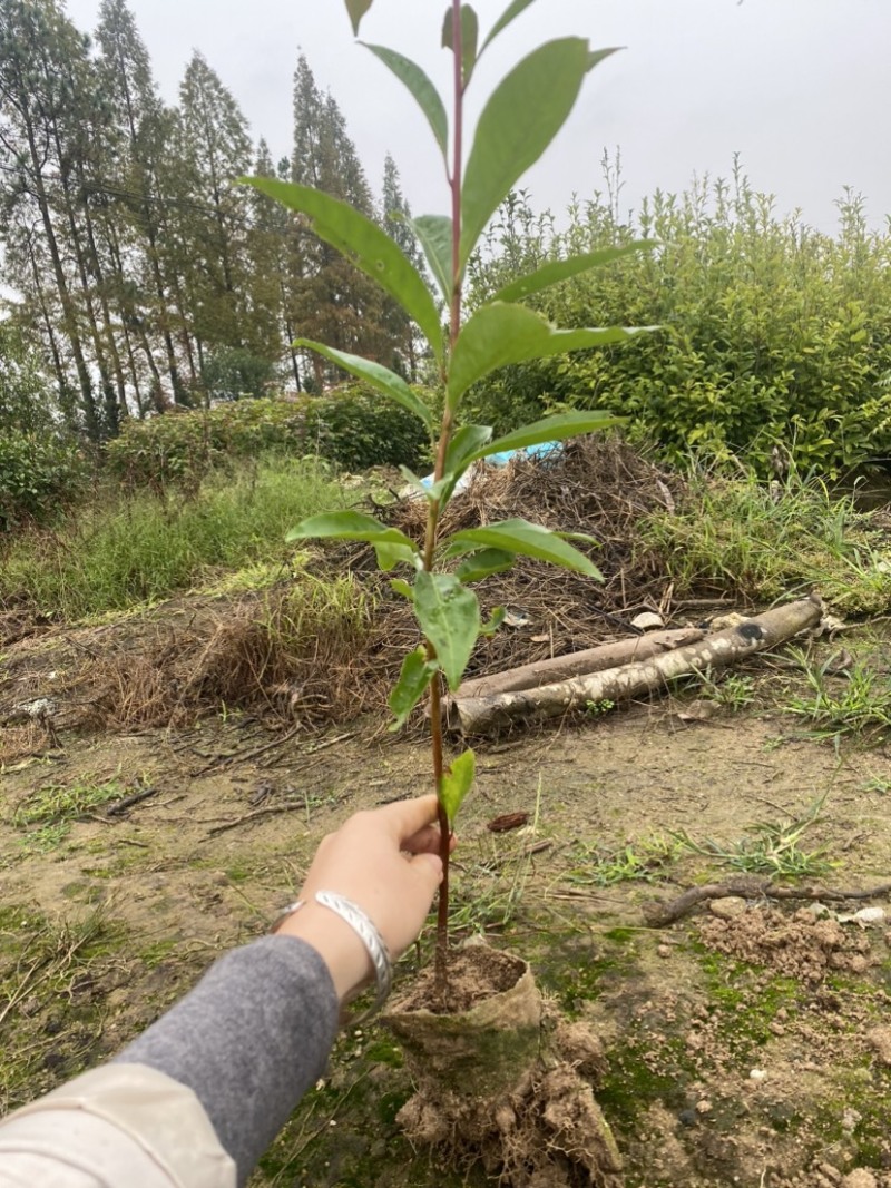 木荷小杯苗，苗圃直供，诚信经营，质量第一