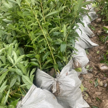 木荷小杯苗，苗圃直供，诚信经营，质量第一