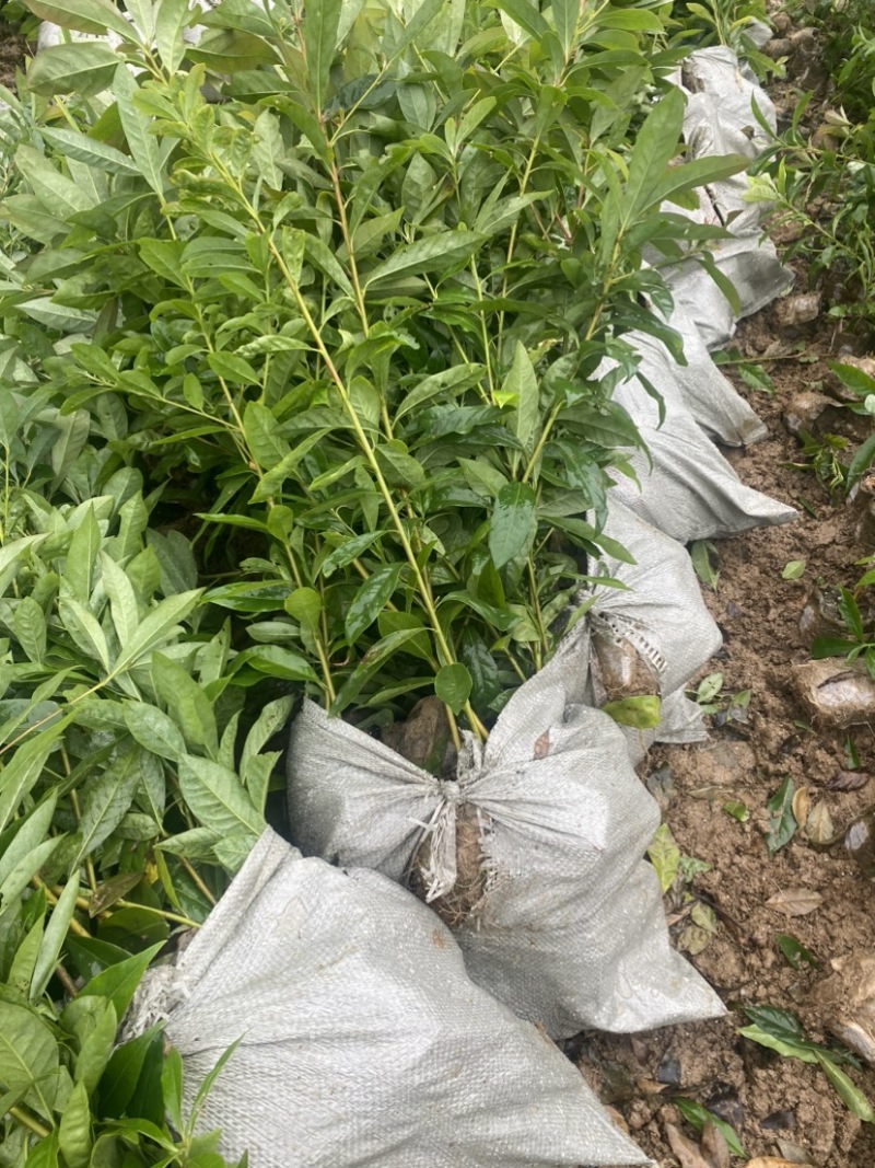 木荷小杯苗，苗圃直供，诚信经营，质量第一