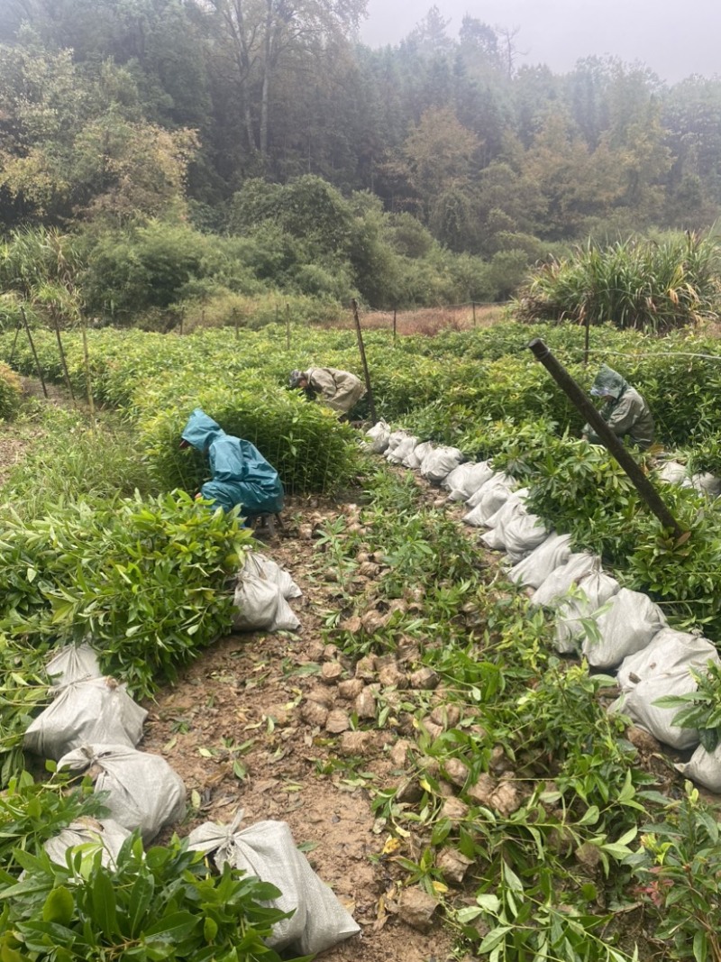 木荷小杯苗，苗圃直供，诚信经营，质量第一