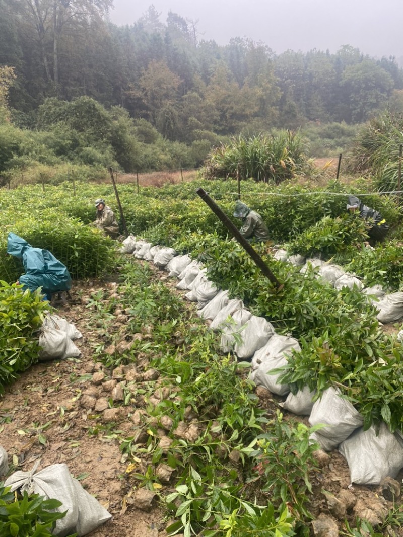 木荷小杯苗，苗圃直供，诚信经营，质量第一