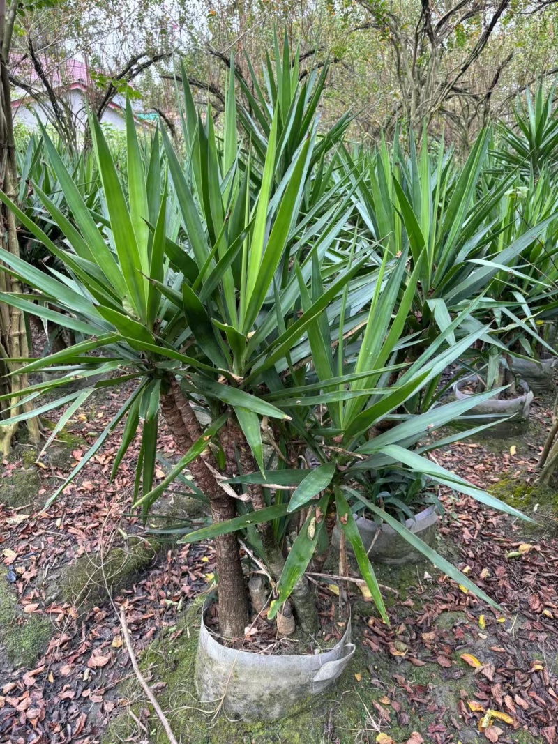 成都剑麻批发成都苗木基地供应各类规格剑麻基地直销