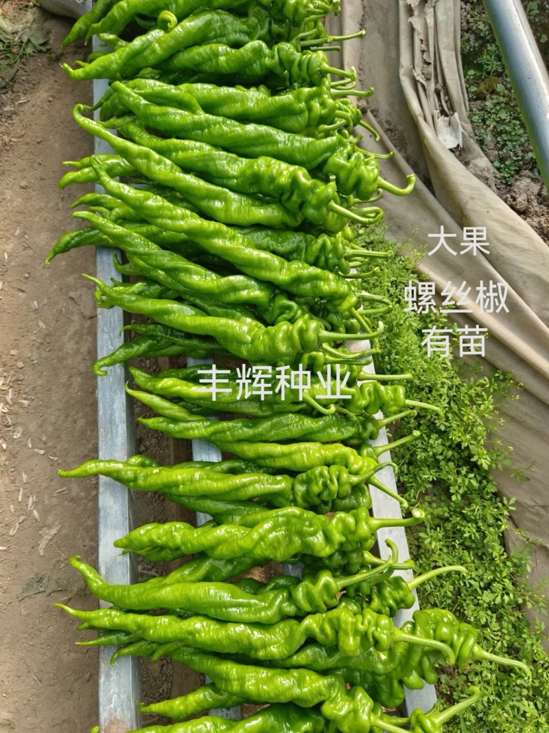 大果螺丝椒苗熟性早产量高抗病强各种辣椒苗苗厂直发