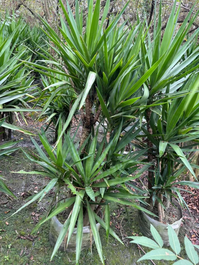 贵州剑麻批发贵州苗木基地供应各类规格剑麻基地直销