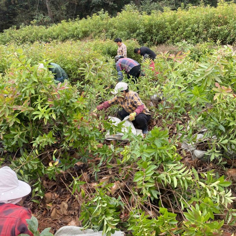 两年生木荷杯苗，木荷裸根苗，1-3公分木荷