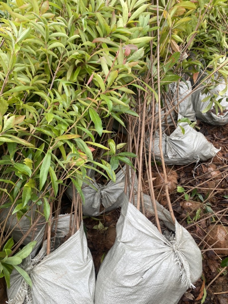 高度1米以上木荷杯苗，苗圃直供，诚信经营