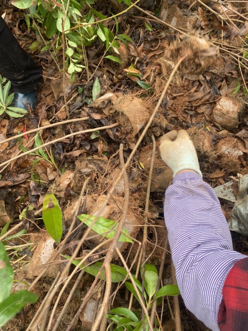 高度1米以上木荷杯苗，苗圃直供，诚信经营