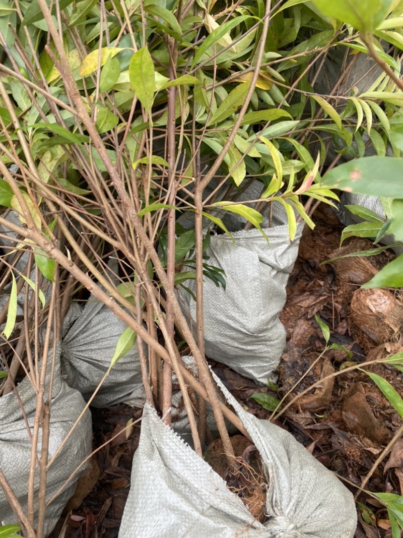 高度1米以上木荷杯苗，苗圃直供，诚信经营
