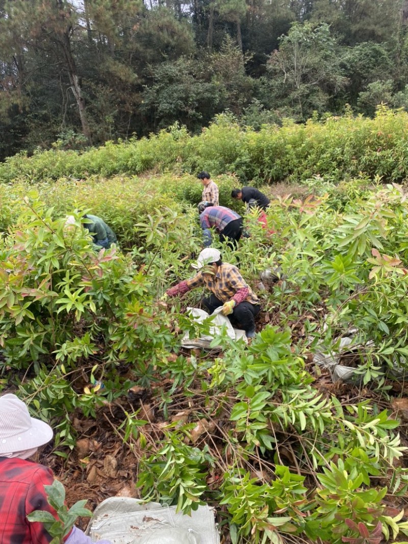 高度1米以上木荷杯苗，苗圃直供，诚信经营