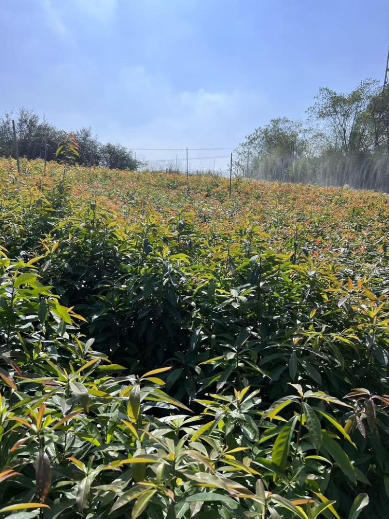 木荷苗，木荷杯苗，大小规格齐全，现货批发海量供应