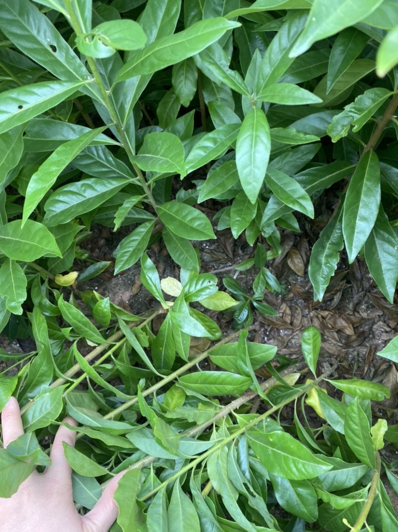 木荷苗，木荷杯苗，大小规格齐全，现货批发海量供应