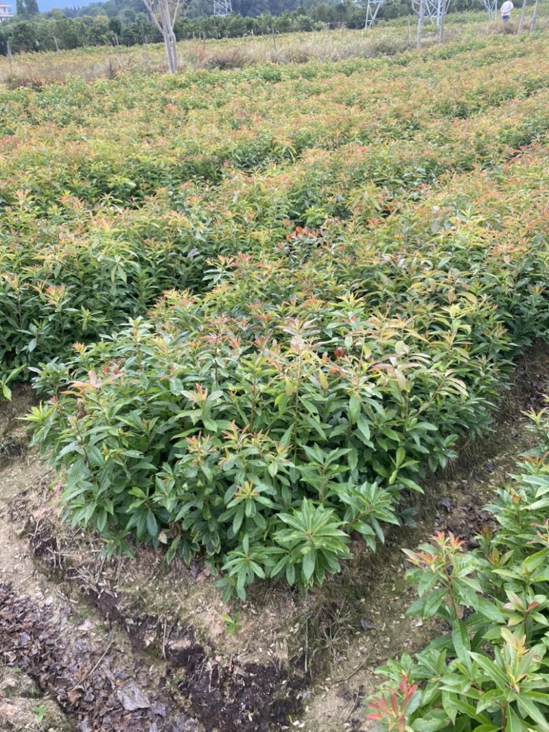 木荷苗，木荷杯苗，大小规格齐全，现货批发海量供应