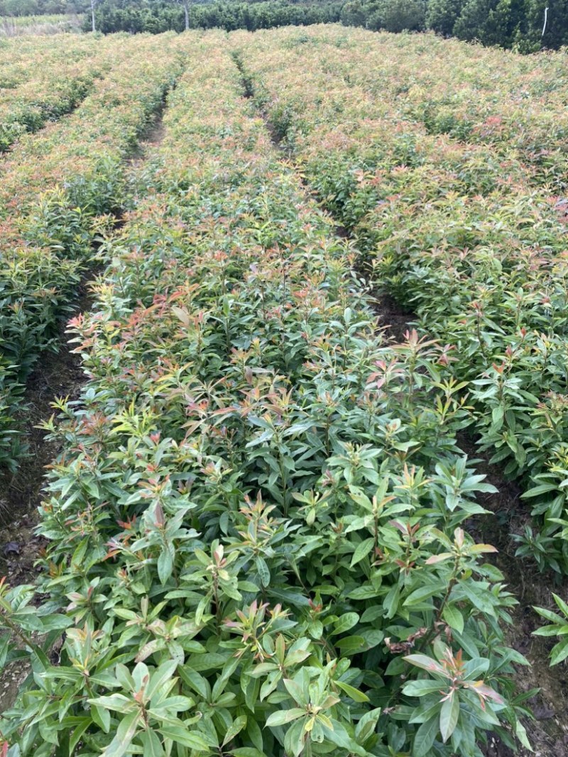 木荷苗，木荷杯苗，大小规格齐全，现货批发海量供应