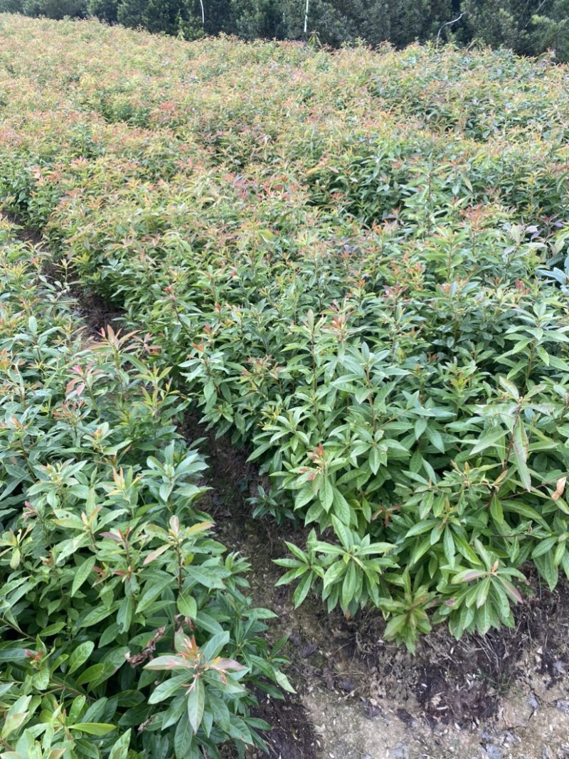 木荷苗，木荷杯苗，大小规格齐全，现货批发海量供应