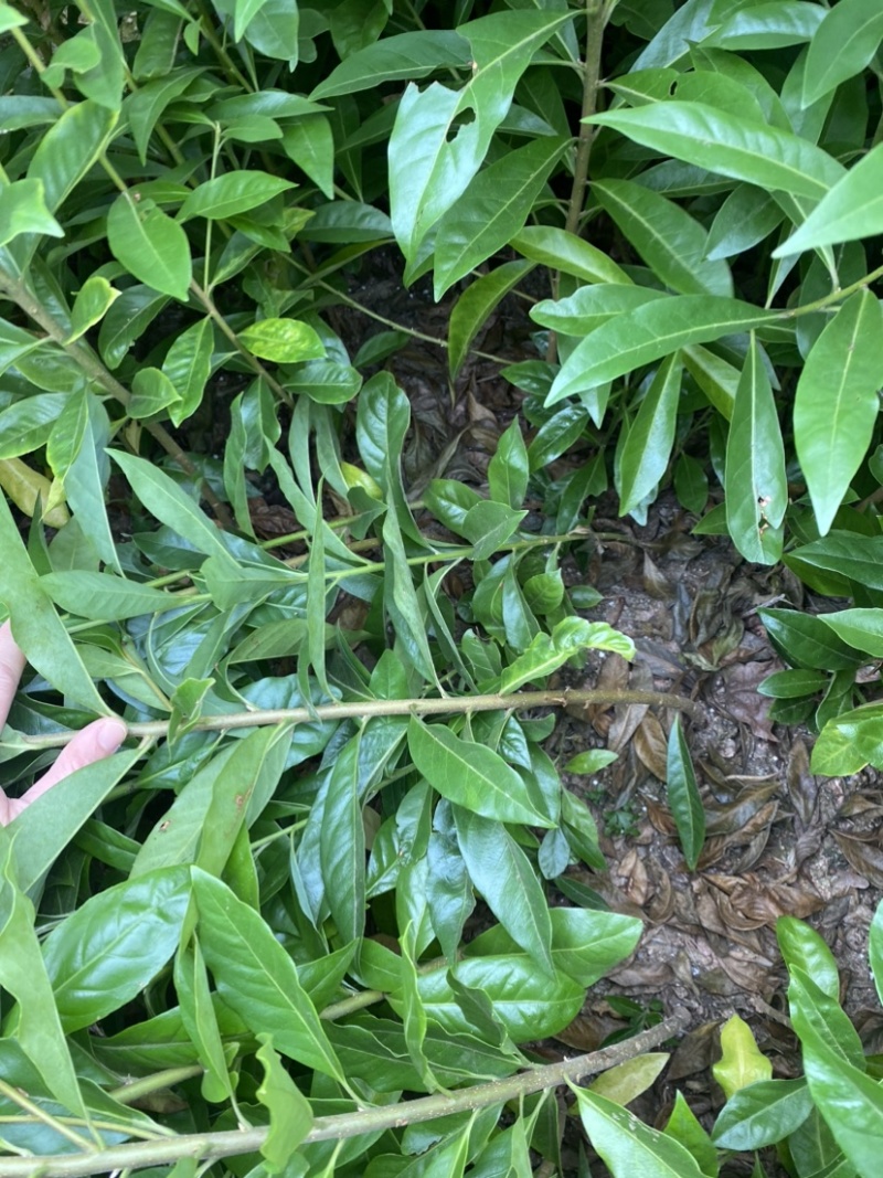 木荷苗，木荷杯苗，大小规格齐全，现货批发海量供应
