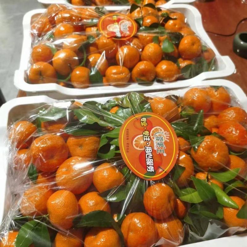 沙糖桔