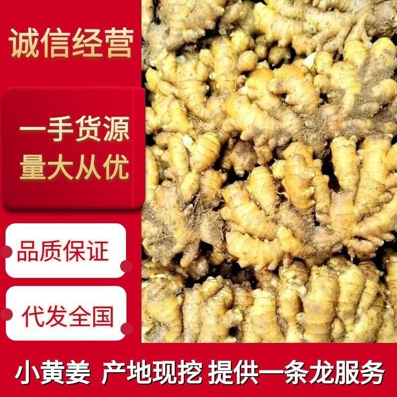山东小黄姜，产地货源，地窖看货，保质保量全国发货