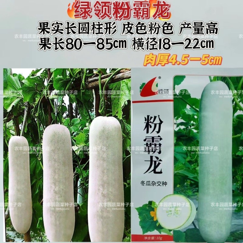 农之子粉杂三号冬瓜种子中晚熟大果型青绿皮有果粉肉厚大冬瓜