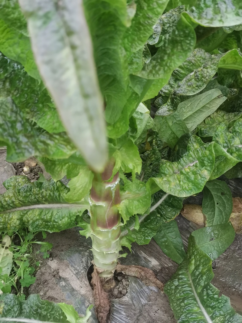 大众蔬菜，搞钱你就来！