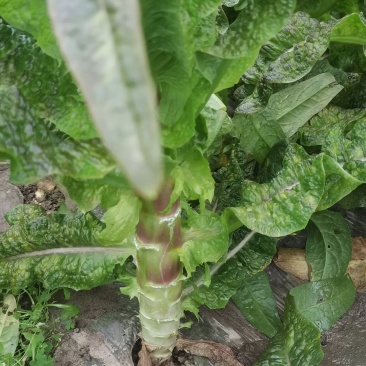 大众蔬菜，搞钱你就来！