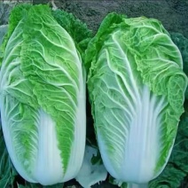 【实力商家】产地直发【保质保量】价格合理【量大从优】白菜