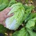 【实力商家】产地直发【保质保量】价格合理【量大从优】白菜