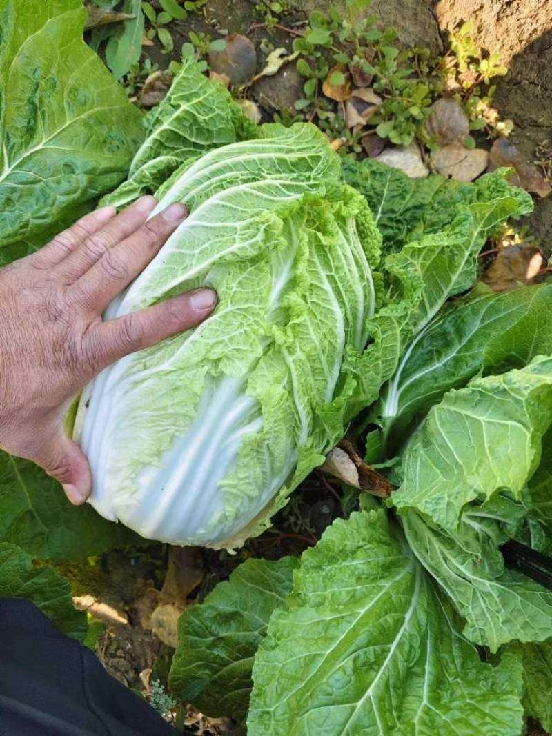 【实力商家】产地直发【保质保量】价格合理【量大从优】白菜