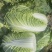 【实力商家】产地直发【保质保量】价格合理【量大从优】白菜
