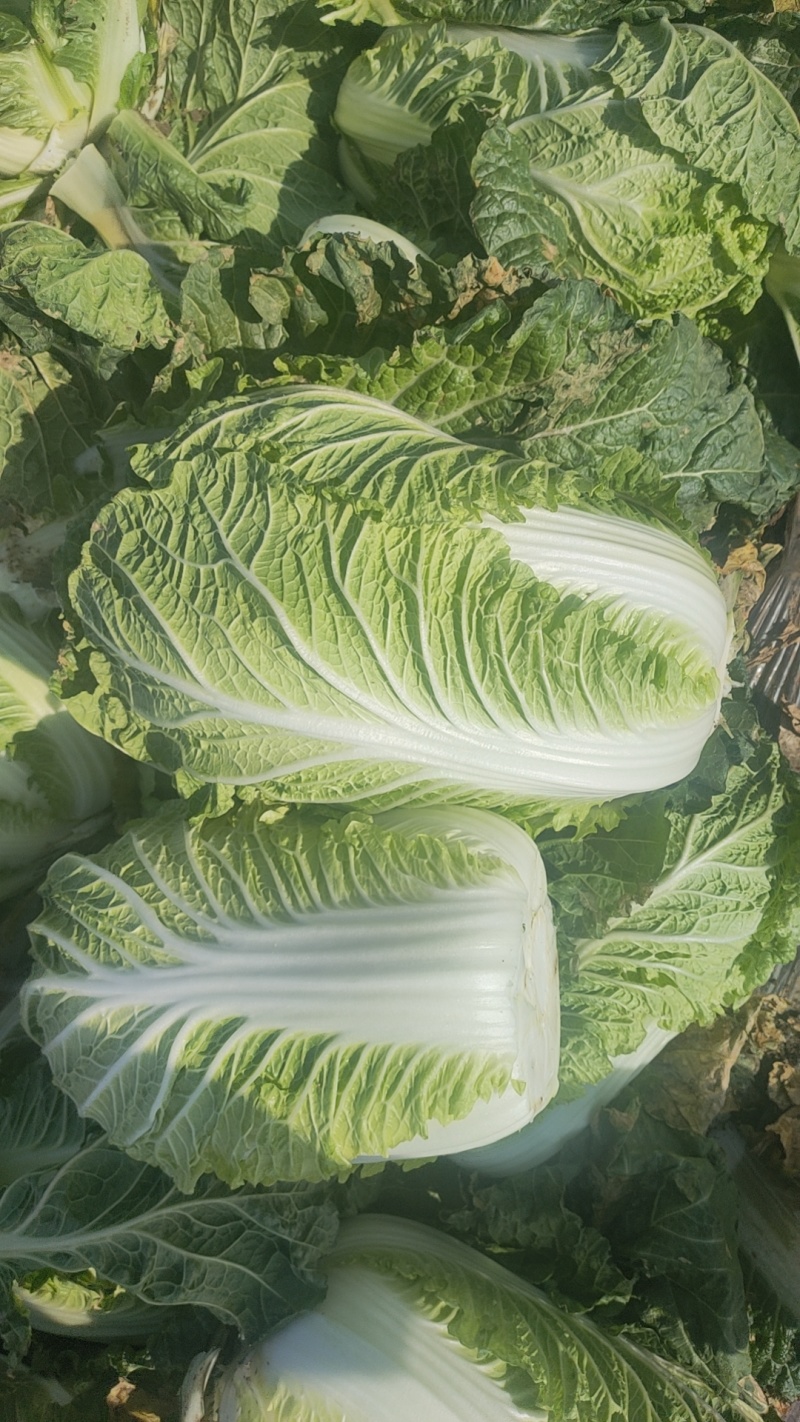 【实力商家】产地直发【保质保量】价格合理【量大从优】白菜